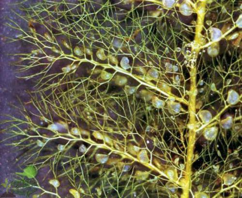 Насекомоядные растения комнатные. Отечественные виды