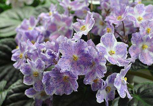 Почему фиалка так называется. Немного истории или почему сенполия и узамбарская фиалка 03