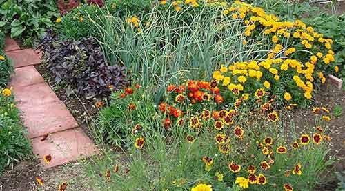 Можно ли сажать рядом разные сорта кукурузы. Другие полезные соседи для овощей