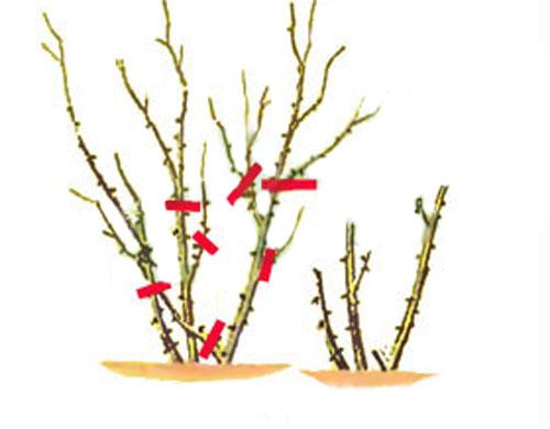 При, какой температуре замерзают розы. Когда и при, какой температуре надо прикрывать растения? 04