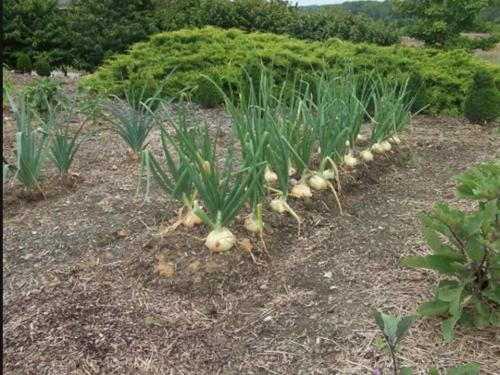 Предшественники лука репчатого. Лучшие предшественники для лука и чеснока