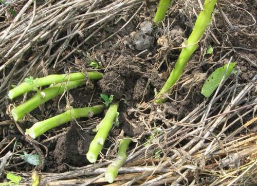 Нужно ли обрезать ботву у картофеля. Сроки обрезки