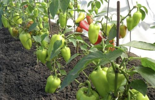 Как хранить перец, чтобы он покраснел. Как дозаривать перец 03