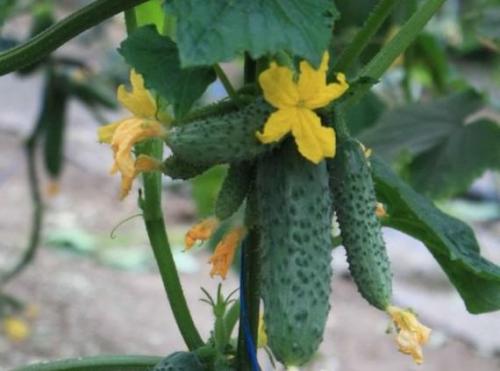 Корнишоны огурцы. Огурцы-корнишоны для открытого грунта
