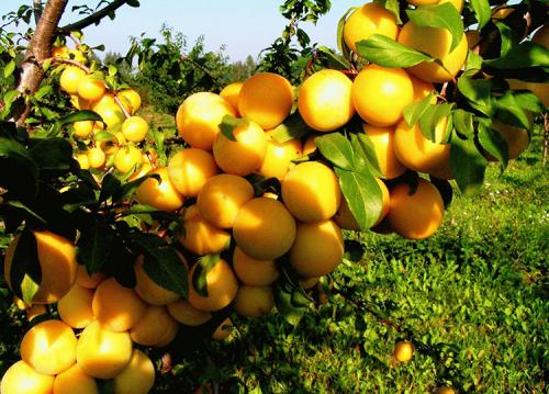 Когда начинает плодоносить слива. Особенности роста и плодоношения