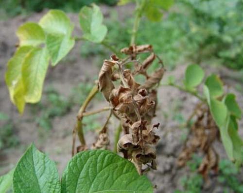 Когда скашивать ботву у картофеля. Нужно ли скашивать ботву картофеля после цветения? 01