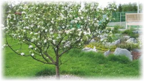 Как укрыть молодые деревья на зиму. Зачем нужно укрыть яблоню?