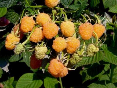 Как отличить малину ремонтантную от обычной. Как отличить ремонтантную малину от обычной 01