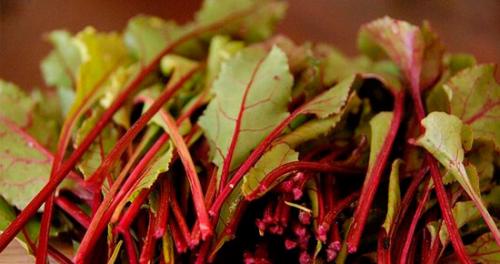 Что делать с картофельной ботвой весной. Что делать с ботвой после сбора урожая