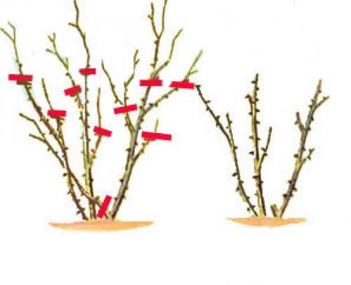 При, какой температуре замерзают розы. Когда и при, какой температуре надо прикрывать растения? 05