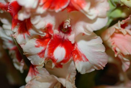 Могут ли переопыляться гладиолусы. Гладиолусы вырождаются и переопыляются. Причины и способы борьбы 03 Могут ли переопыляться гладиолусы. Гладиолусы вырождаются и переопыляются. Причины и способы борьбы 03