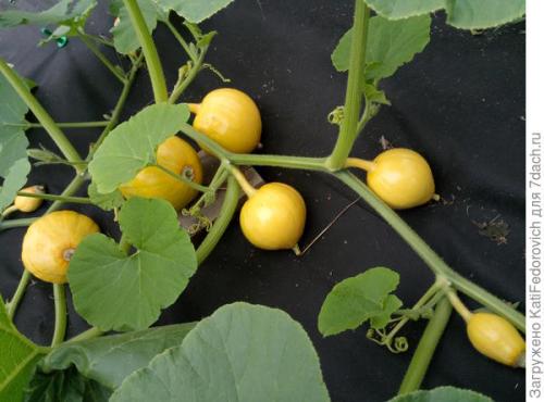 Спанбонд 120 применение. Черный спанбонд максимальной плотности - помощь в борьбе за идеальный участок