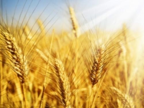 Чому пшениця росте на лузі. Зернові культури 09