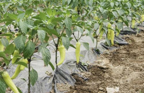 Как хранить перец, чтобы он покраснел. Как дозаривать перец 04