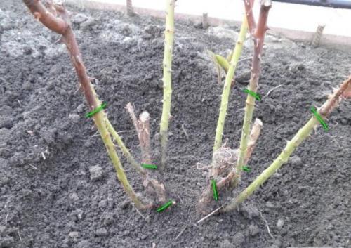 При, какой температуре замерзают розы. Когда и при, какой температуре надо прикрывать растения? 03