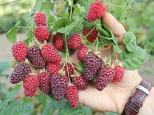 С чем рядом сажать ежемалину. Ежемалина посадка и уход в Подмосковье