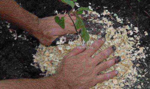 Лимонник китайский на урале. Полив и удобрение