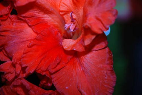 Могут ли переопыляться гладиолусы. Гладиолусы вырождаются и переопыляются. Причины и способы борьбы 02 Могут ли переопыляться гладиолусы. Гладиолусы вырождаются и переопыляются. Причины и способы борьбы 02