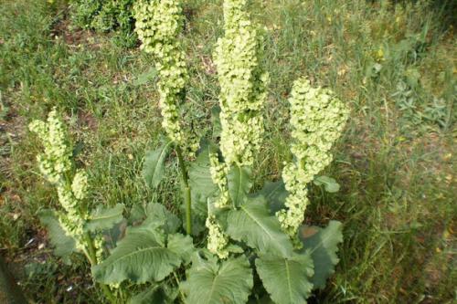 Сорняк похожий на конский щавель. Конский щавель: как вывести с огорода