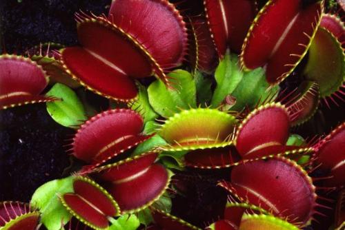 Насекомоядные растения в домашних условиях. Хищные растения в доме 10