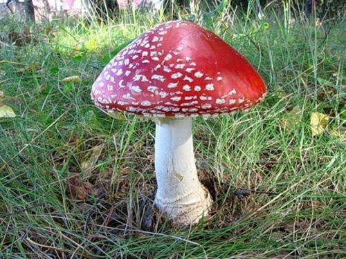 Сыроежка рыжик, какая группа грибов. Знаете ли вы 4 классификационных признака грибов?