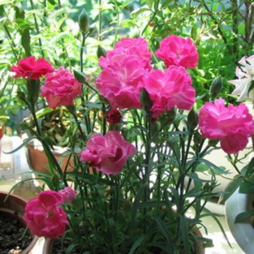 Какого цвета бывают тыквы. Какая уродилась, на то и пригодилась 04