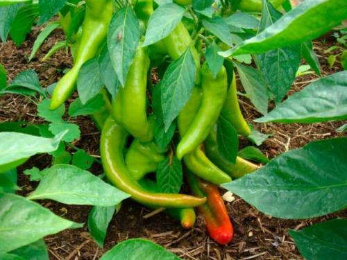 Почему перец зеленый горчит. Почему болгарский перец горчит, как убрать и предупредить горечь