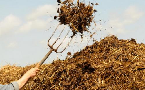 Что лучше навоз или компост. Характеристика и полезные свойства навоза