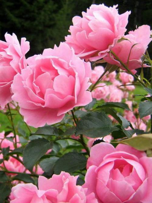 Какого цвета бывают тыквы. Какая уродилась, на то и пригодилась 16 Какого цвета бывают тыквы. Какая уродилась, на то и пригодилась 16