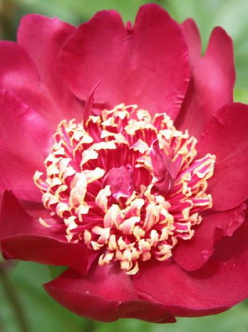 Какого цвета бывают тыквы. Какая уродилась, на то и пригодилась 12 Какого цвета бывают тыквы. Какая уродилась, на то и пригодилась 12