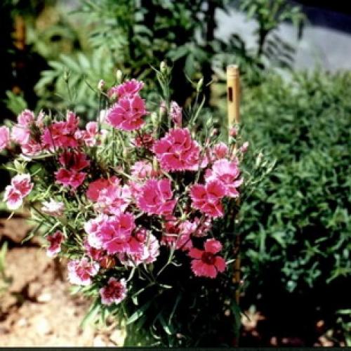 Какого цвета бывают тыквы. Какая уродилась, на то и пригодилась 03 Какого цвета бывают тыквы. Какая уродилась, на то и пригодилась 03