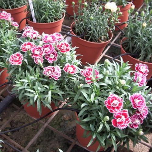 Какого цвета бывают тыквы. Какая уродилась, на то и пригодилась 02