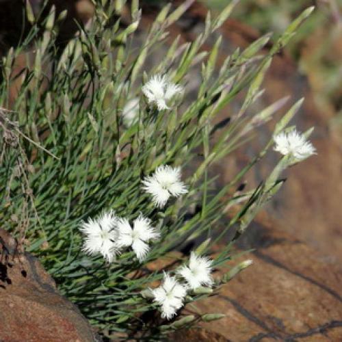 Какого цвета бывают тыквы. Какая уродилась, на то и пригодилась 05 Какого цвета бывают тыквы. Какая уродилась, на то и пригодилась 05