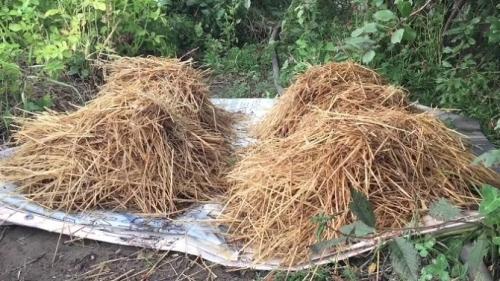 Как отличить навоз от перегноя. Чем отличается компост от перегноя?