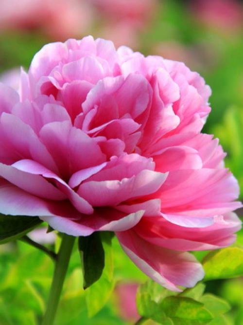 Какого цвета бывают тыквы. Какая уродилась, на то и пригодилась 19 Какого цвета бывают тыквы. Какая уродилась, на то и пригодилась 19