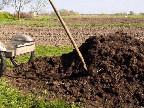 Урожай картофеля плохой. В 2020 году дачники повсеместно жалуются на плохой урожай картофеля: в чем причина