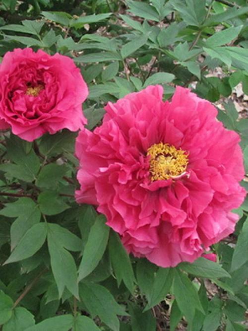 Какого цвета бывают тыквы. Какая уродилась, на то и пригодилась 11 Какого цвета бывают тыквы. Какая уродилась, на то и пригодилась 11