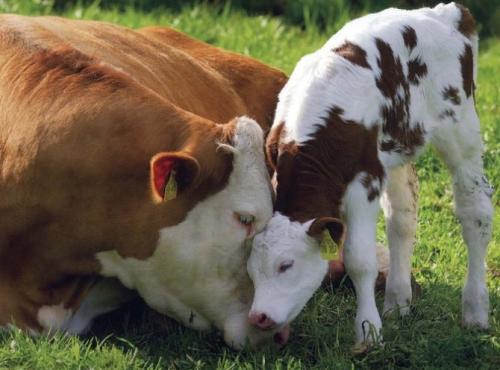 Как отличить навоз от перегноя. Чем отличается компост от перегноя?