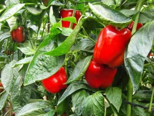 Почему перец зеленый горчит. Почему болгарский перец горчит, как убрать и предупредить горечь