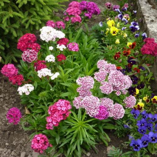 Какого цвета бывают тыквы. Какая уродилась, на то и пригодилась 06