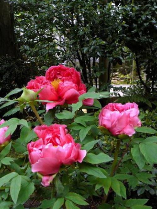 Какого цвета бывают тыквы. Какая уродилась, на то и пригодилась 15 Какого цвета бывают тыквы. Какая уродилась, на то и пригодилась 15