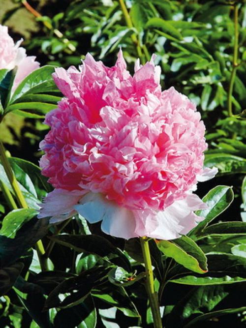 Какого цвета бывают тыквы. Какая уродилась, на то и пригодилась 20 Какого цвета бывают тыквы. Какая уродилась, на то и пригодилась 20