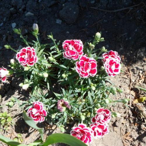 Какого цвета бывают тыквы. Какая уродилась, на то и пригодилась 07 Какого цвета бывают тыквы. Какая уродилась, на то и пригодилась 07