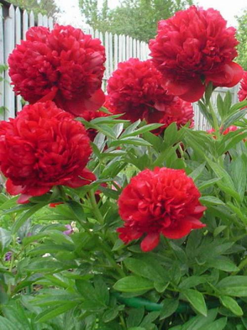 Какого цвета бывают тыквы. Какая уродилась, на то и пригодилась 17 Какого цвета бывают тыквы. Какая уродилась, на то и пригодилась 17