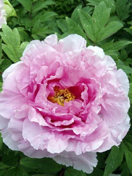 Какого цвета бывают тыквы. Какая уродилась, на то и пригодилась 14 Какого цвета бывают тыквы. Какая уродилась, на то и пригодилась 14