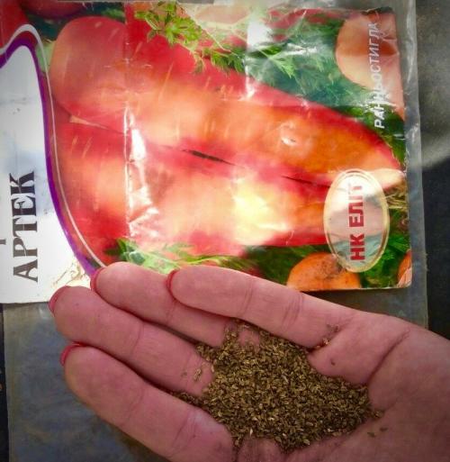 Какие заморозки выдерживает морковь весной. Общие рекомендации высадки моркови семенами