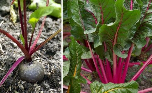 Боится ли свекла заморозков весной. Почему не растет свекла и что делать?