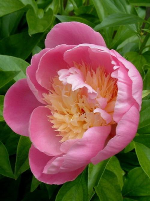 Какого цвета бывают тыквы. Какая уродилась, на то и пригодилась 08 Какого цвета бывают тыквы. Какая уродилась, на то и пригодилась 08