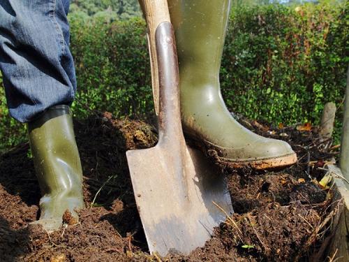 Как избавиться от конского щавеля на газоне. Как избавиться от конского щавеля?