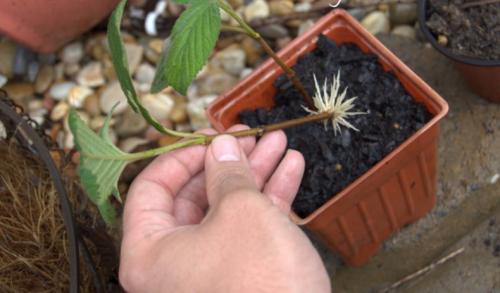 Как черенками размножить калину. Размножение черенками